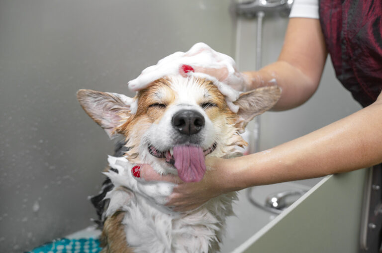 owner washing happy corgi