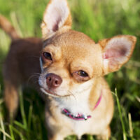 cute dog looking up