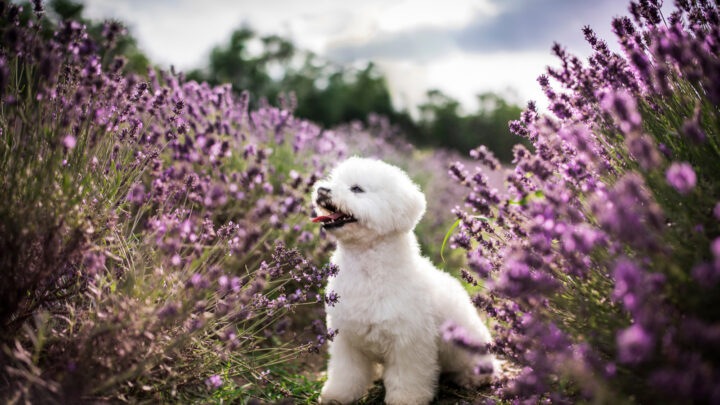 The 3 Best Bichon Frise Breeders In Ontario