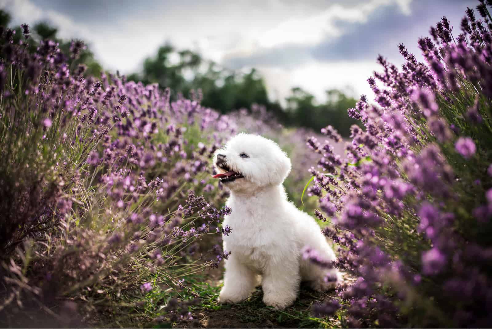 The 3 Best Bichon Frise Breeders In Ontario