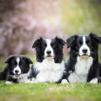 border collie family