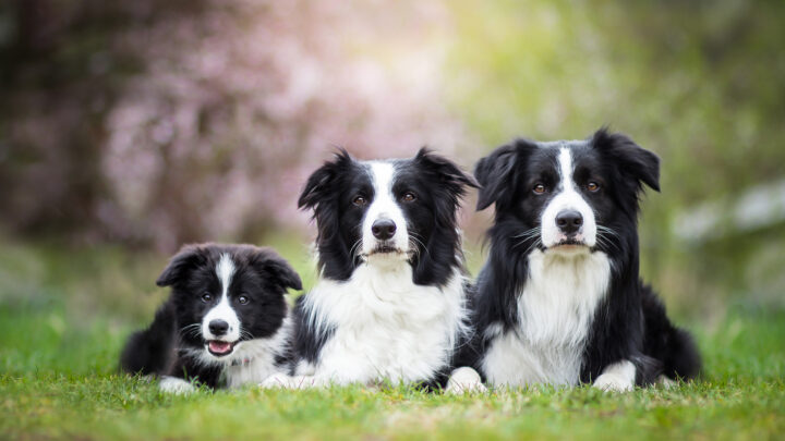 The 4 Best Border Collie Breeders In The UK For 2022
