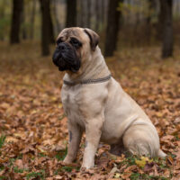 mastiff sitting in the leaves