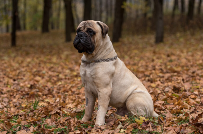 mastiff sitting in the leaves