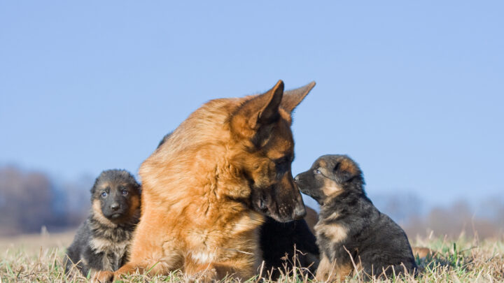 The 6 Best German Shepherd Breeders In Maryland You Need To Check Out