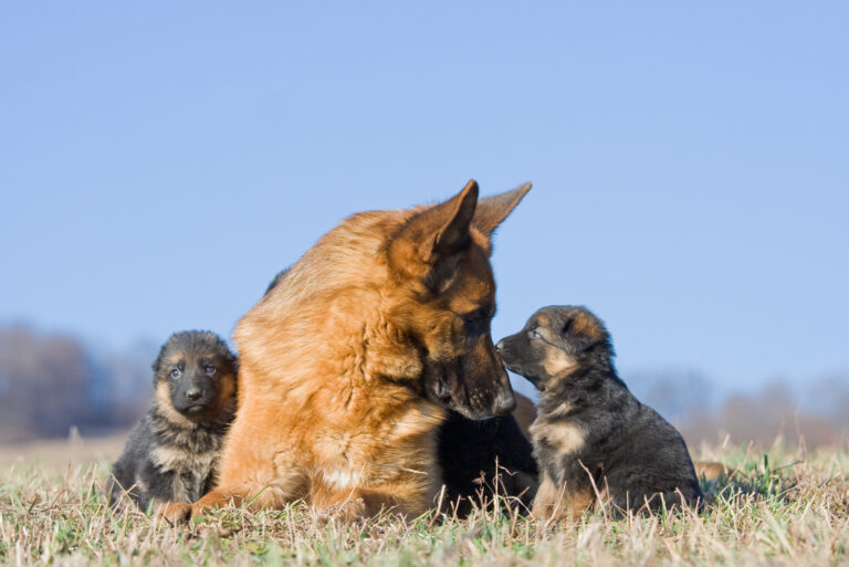 german shepherd mother and puppies