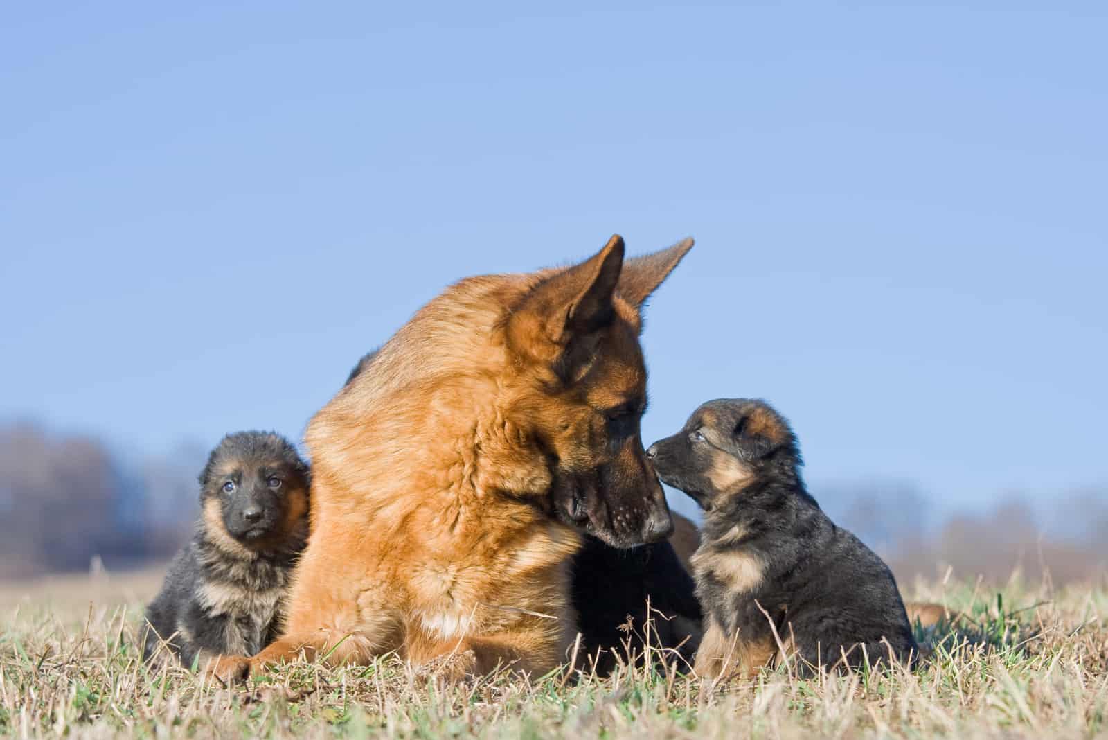 The 6 Best German Shepherd Breeders In Maryland You Need To Check Out