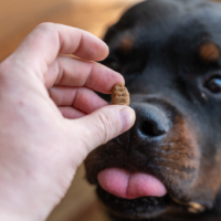 The owner gives a treat to rottweiler