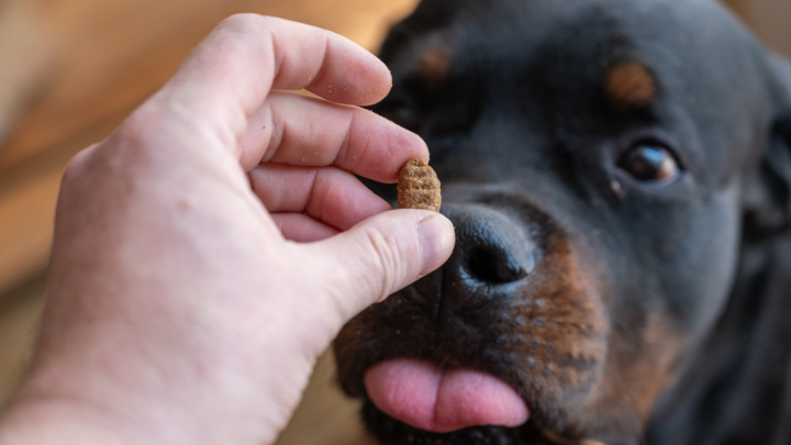The 6 Best Treats For Rottweilers In 2022