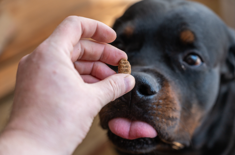 The owner gives a treat to rottweiler