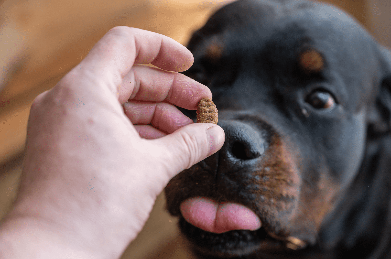 6 Best Treats For Rottweilers: Our Healthy & Yummy Picks