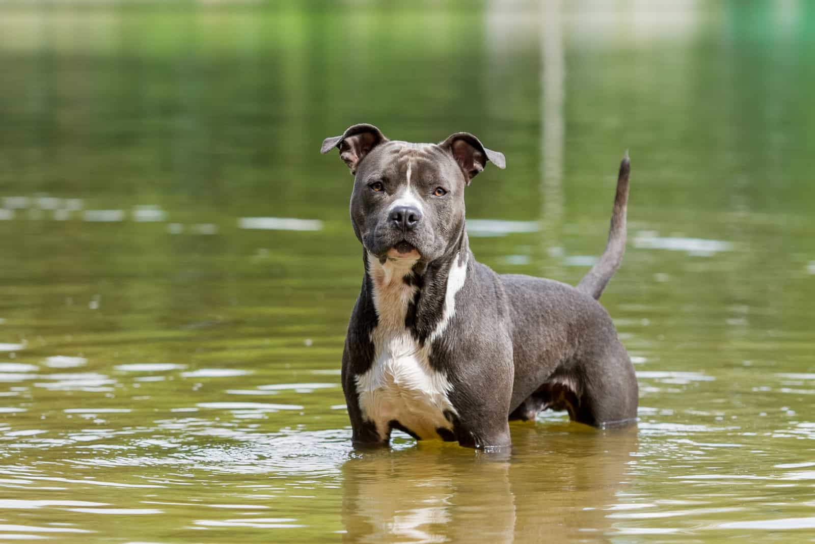The American Pitbull Terrier stands in the water
