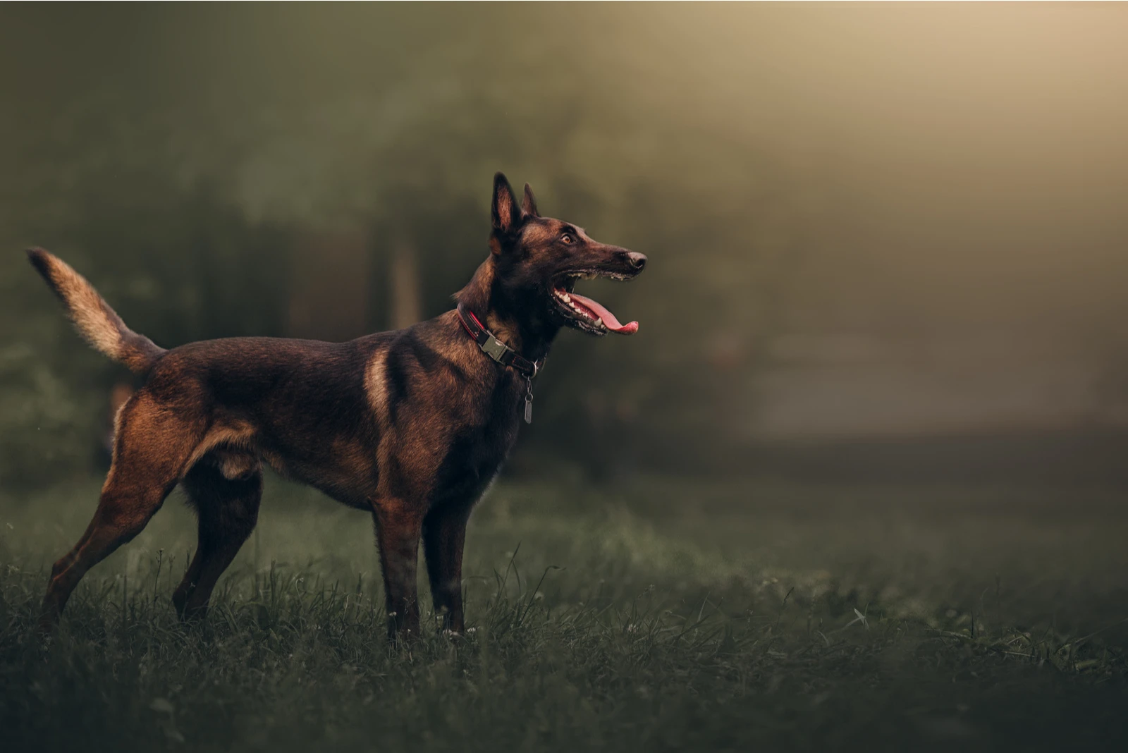 The Belgian Malinois side view