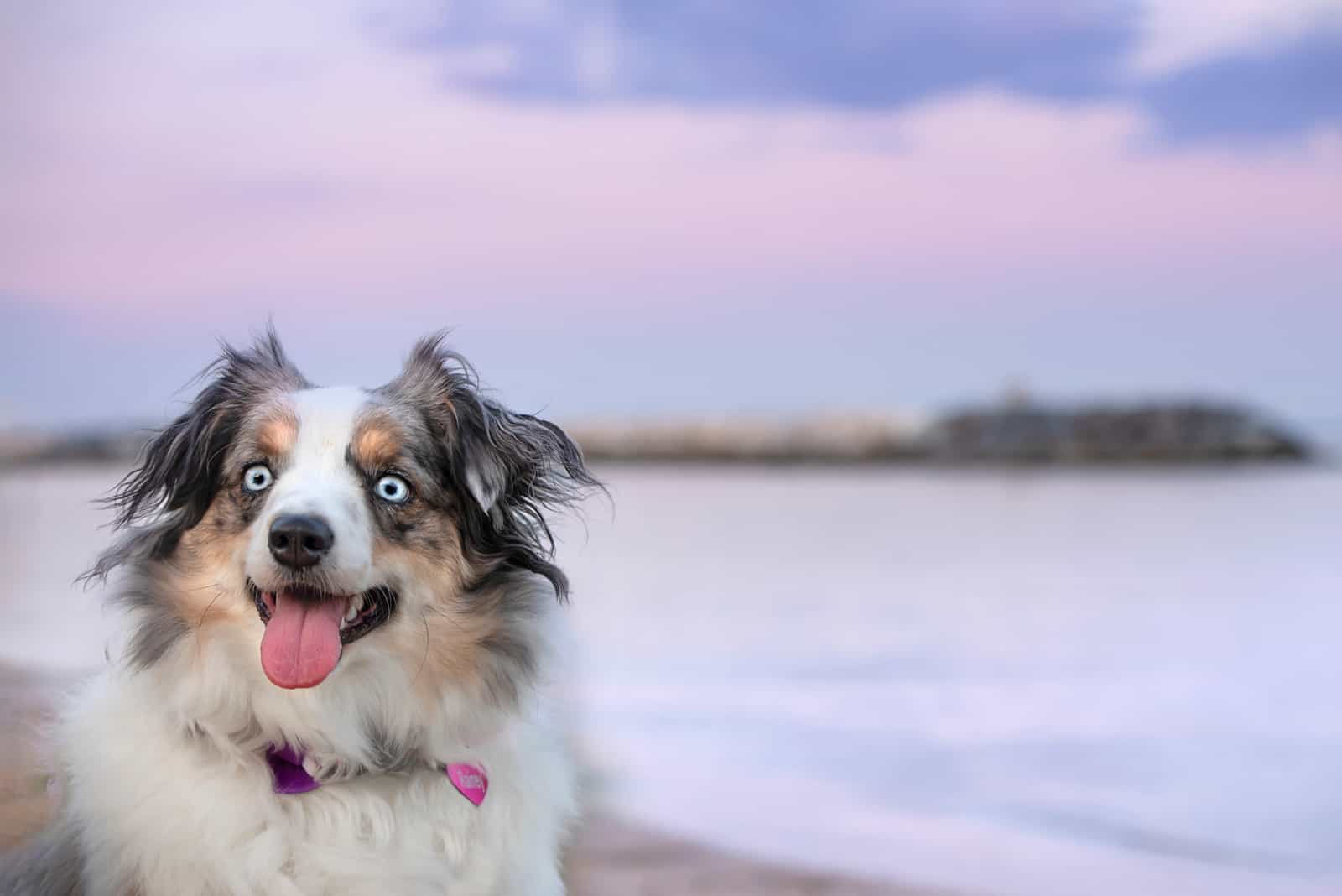 The Blue Bay Shepherd