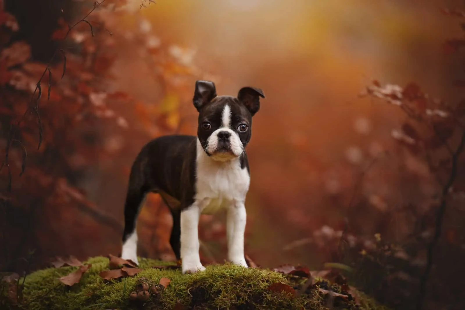 The Boston Terrier stands in the woods