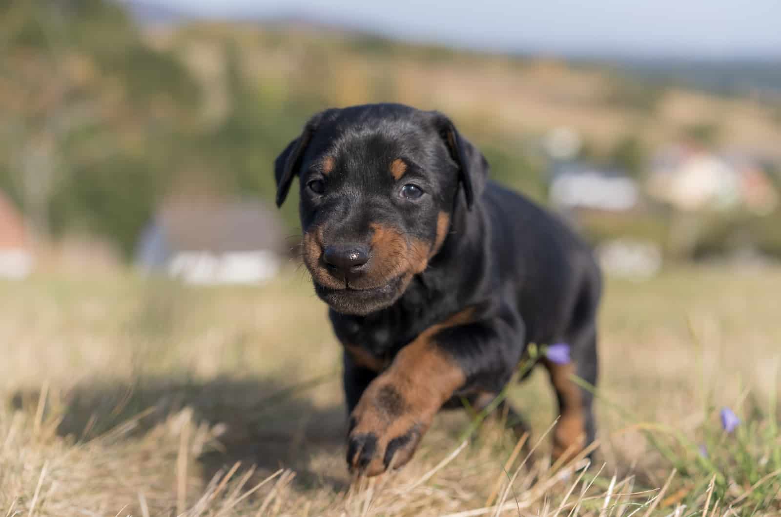 The Doberman walks the field 