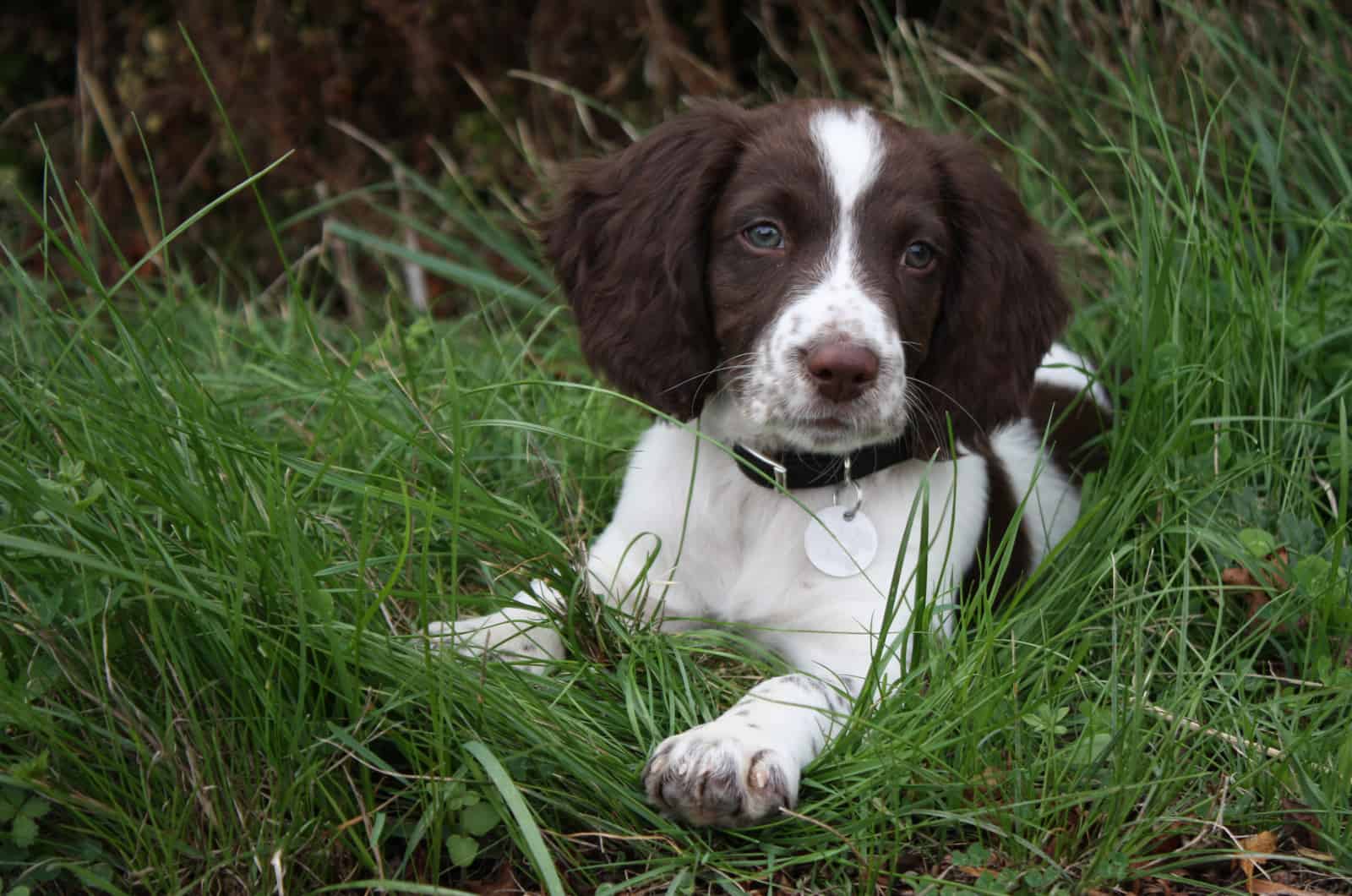The English Springer Spaniel lies in the long green grass