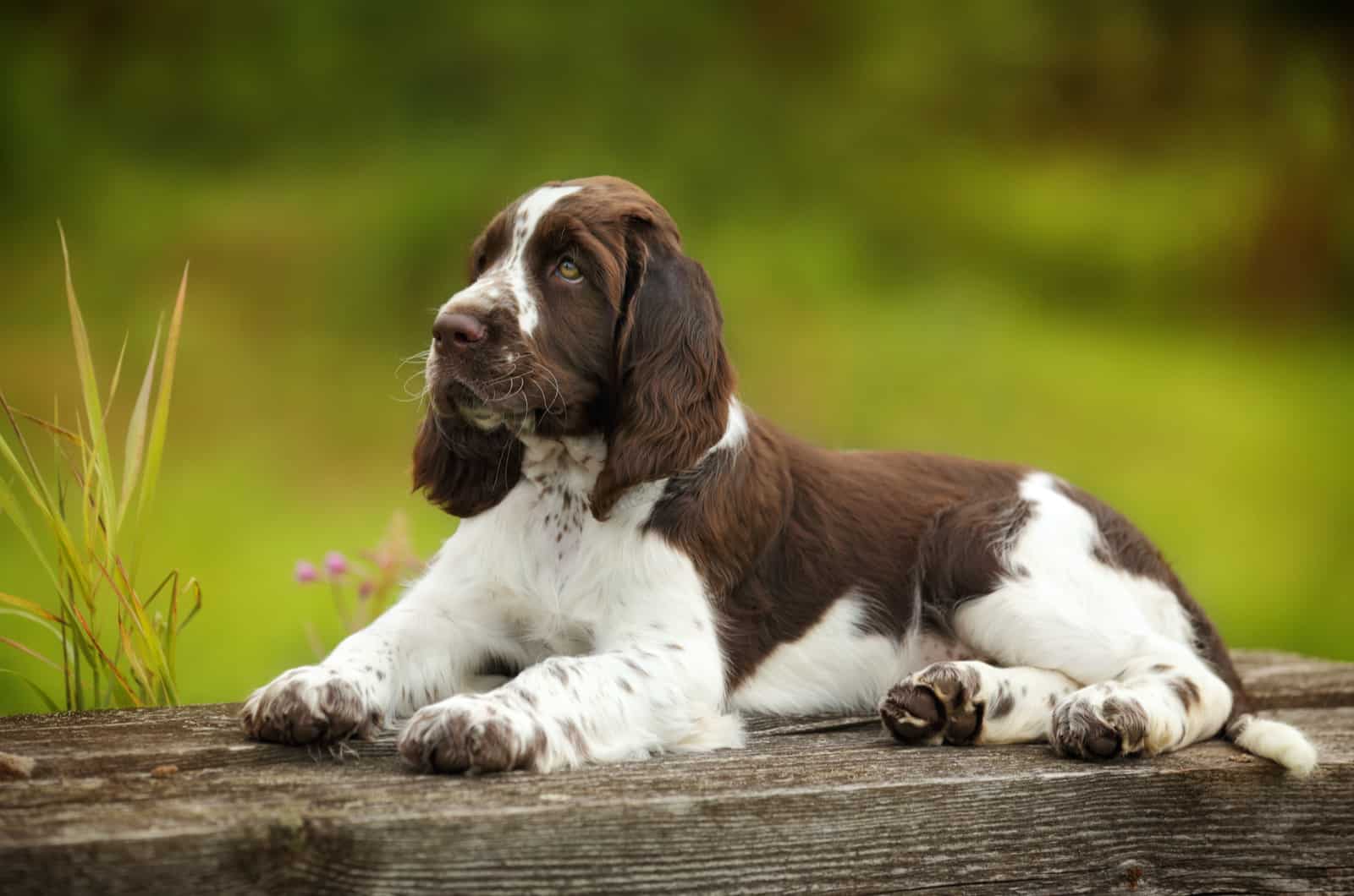 The English Springer Spaniel lies on a tree