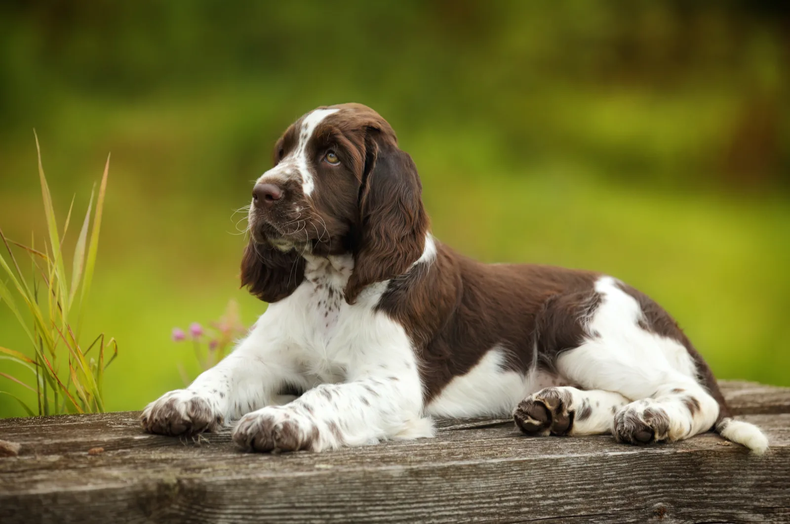 The English Springer Spaniel lies on a tree