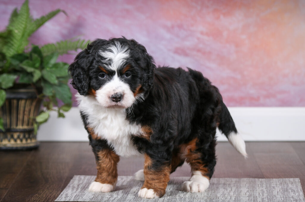Best Dog Breeders In Pennsylvania Top 17 Choices