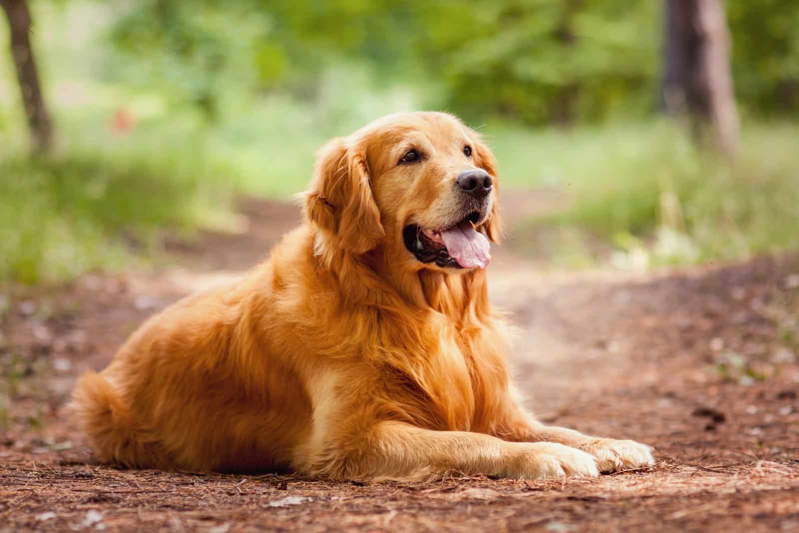 The Golden Retriever lies on the road in the woods