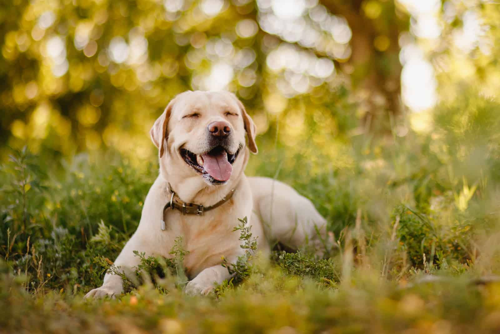 The Labrador is lying in the grass