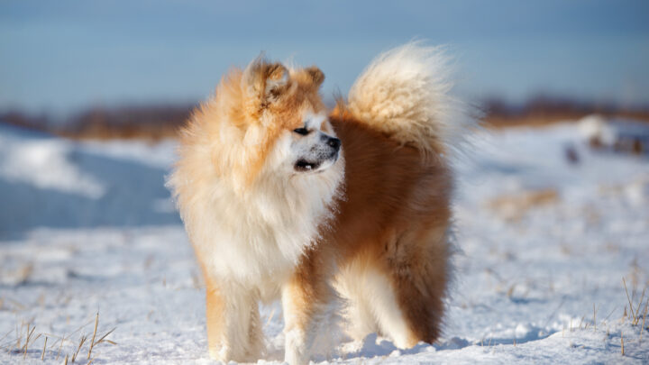 The Long Haired Akita: A Myth Or Outcasts? Let’s Find Out