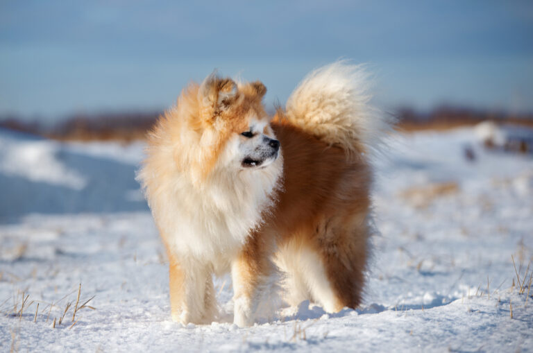 long haired akita dog