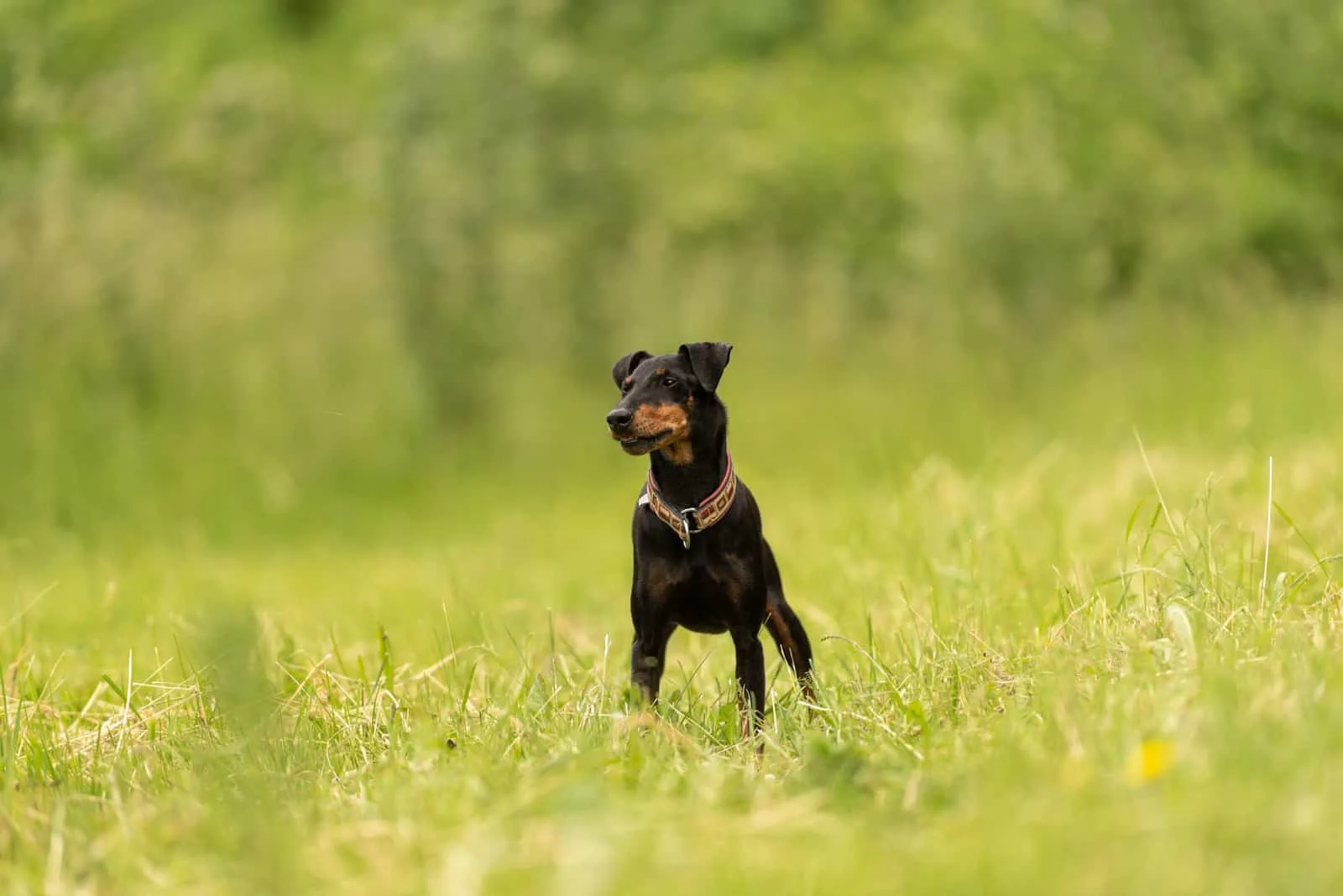 The Manchester Terrier stands on the green grass