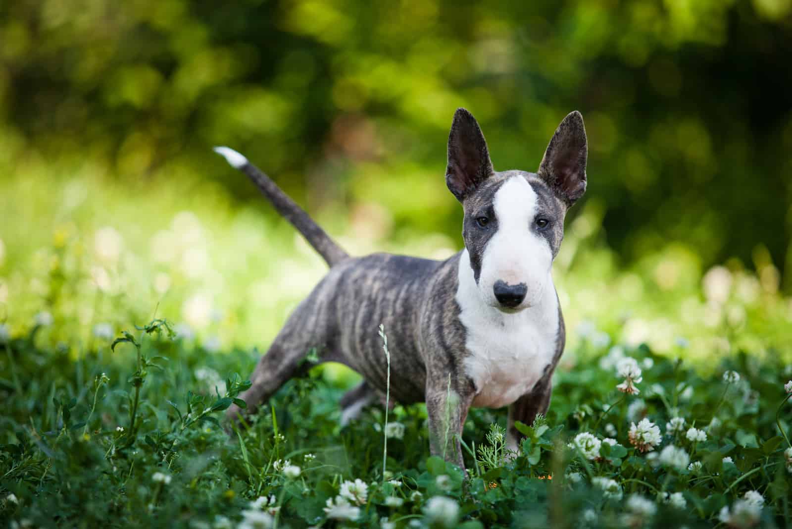The Miniature Bull Terrier stands in green grass