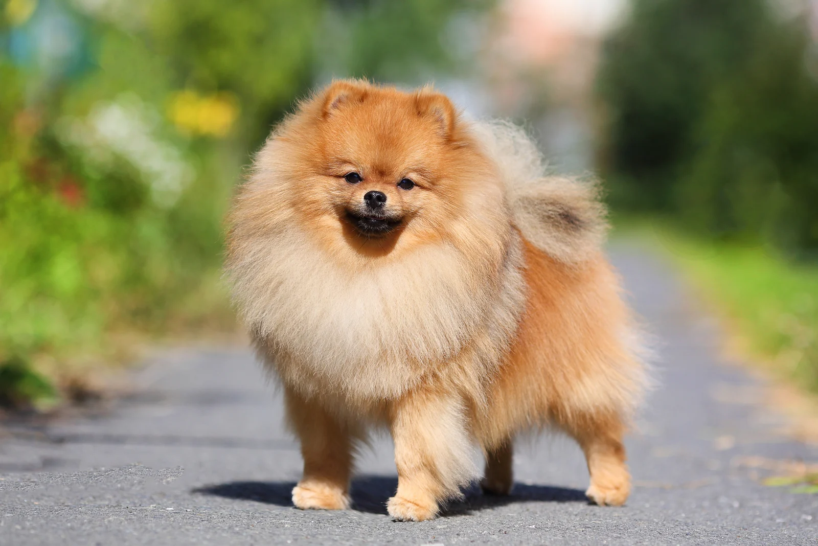 The Pomeranian puppy stands grassy on the street and looks around