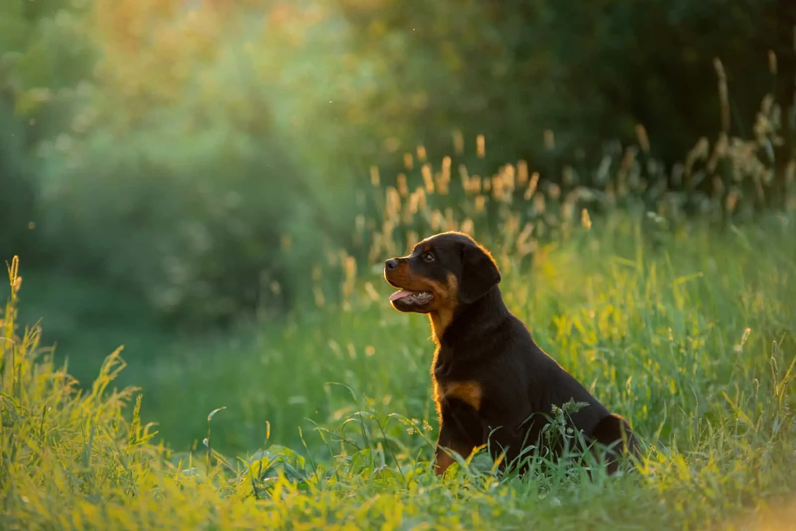 The Rottweiler is sitting in the green grass