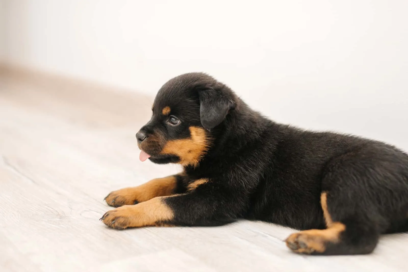 The Rottweiler puppy is lying on the floor