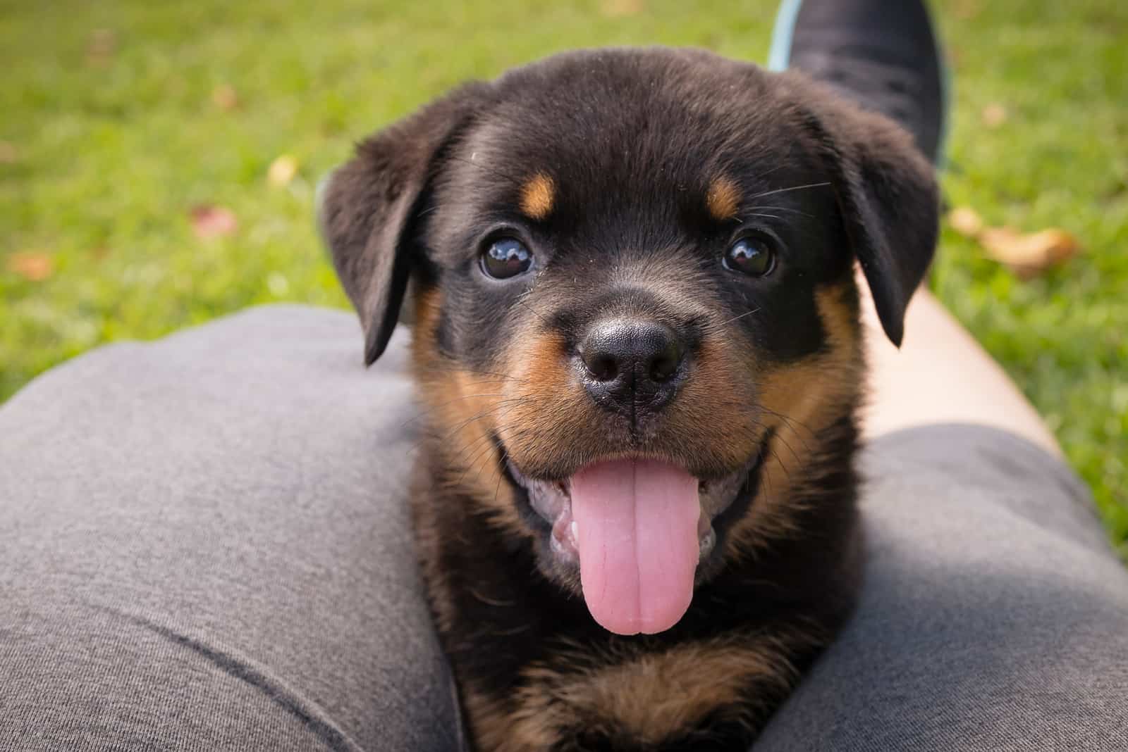 The Rottweiler sits in the owner's lap