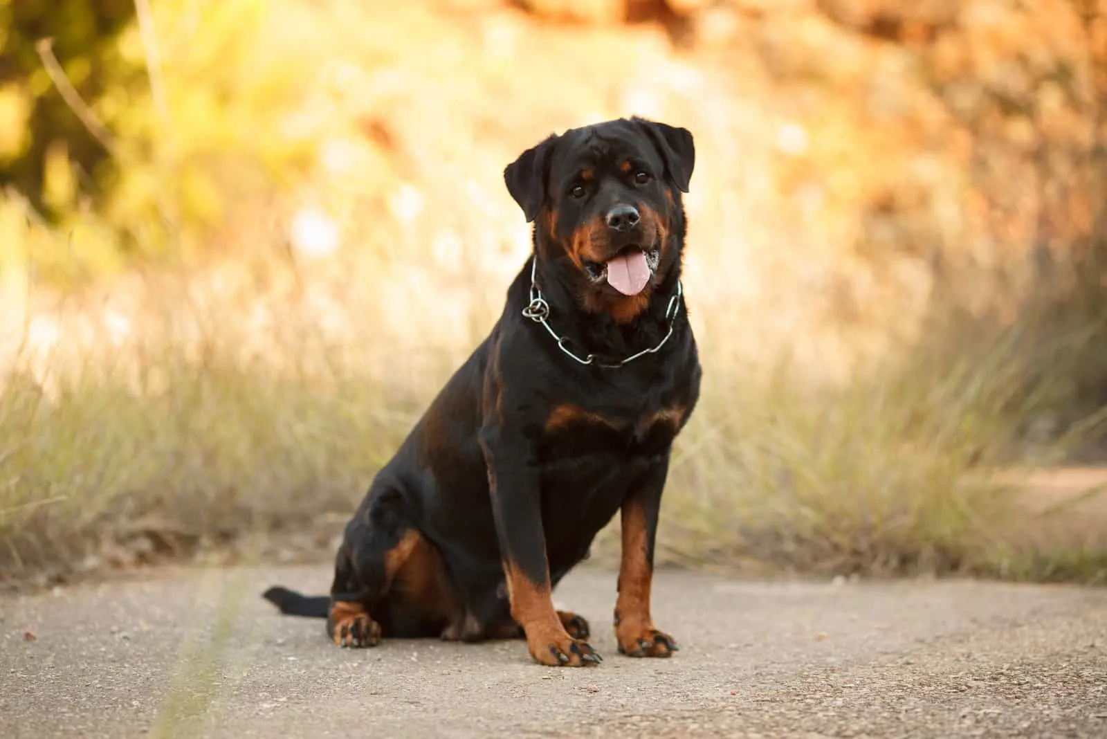 The Rottweilers sit and stare in front of them