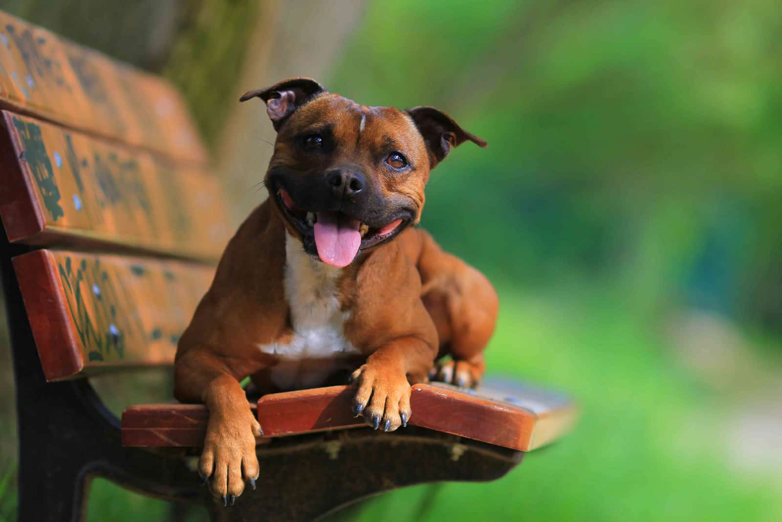 The Staffordshire Bull Terrier lies on a bench