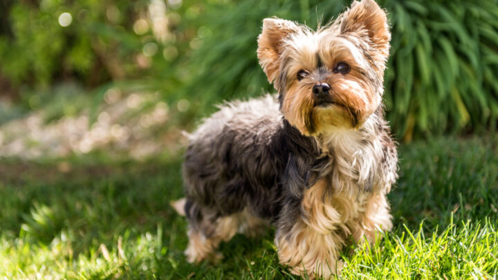 The Top 5 Yorkie Breeders In Ontario