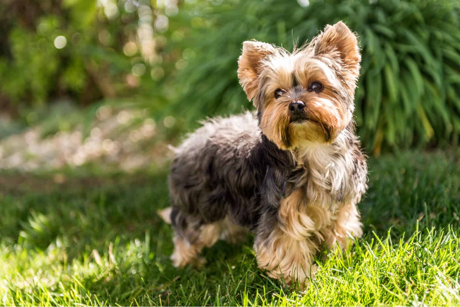 the beautiful Yorkshire Terrier stands in the park
