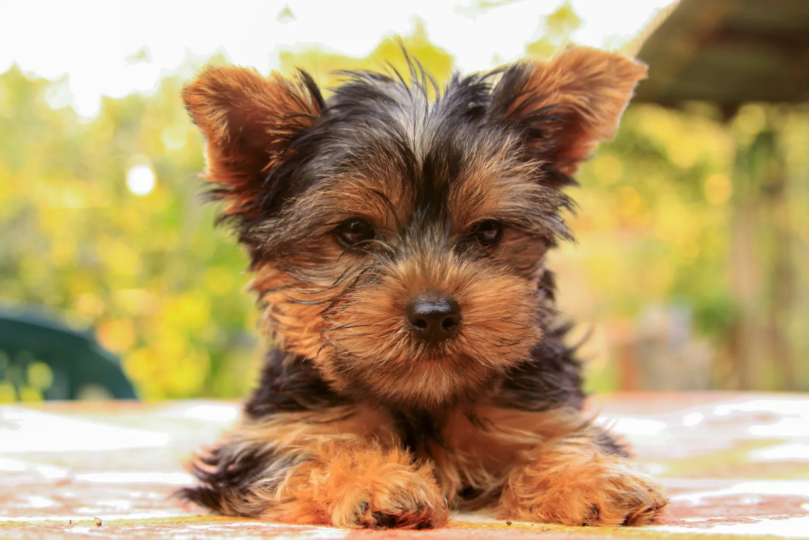 The Yorkshire Terrier lies down and rests