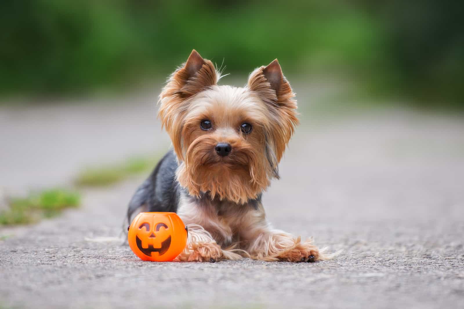 The Yorkshire Terrier lies next to the toy