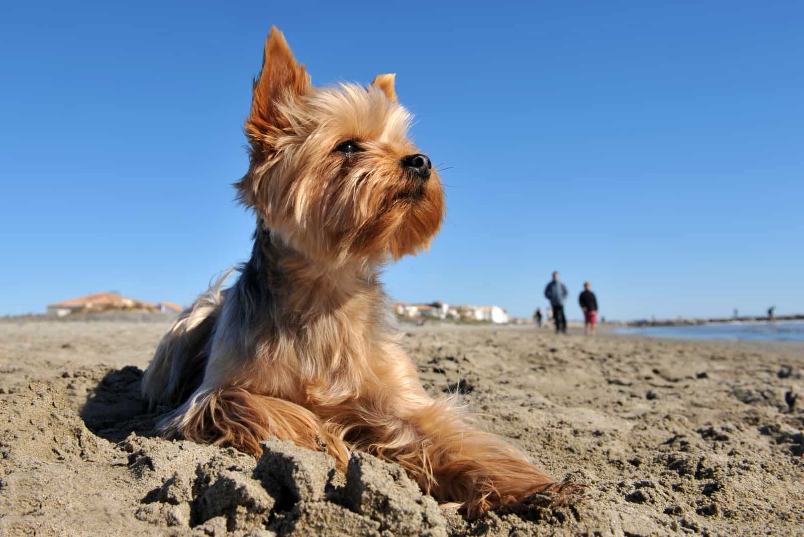 The Yorkshire Terrier lies on the beach