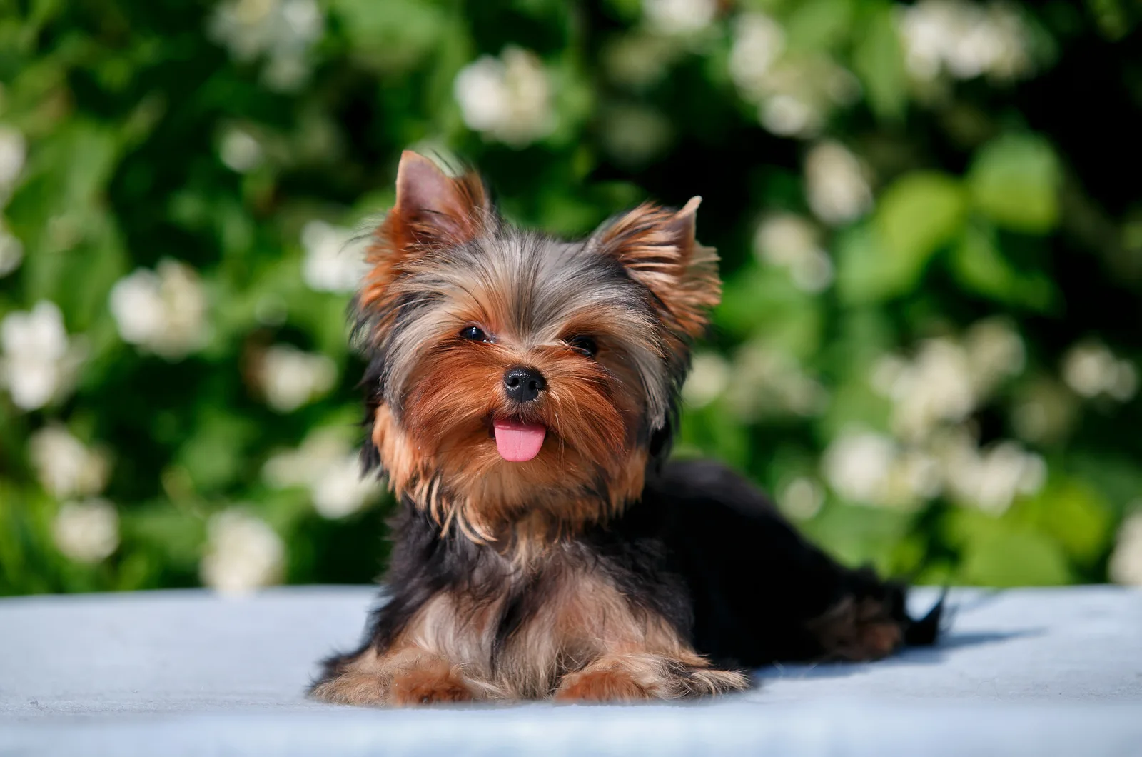 The Yorkshire Terrier puppy lies outstretched