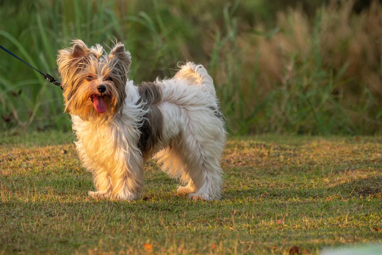 The Yorkshire Terrier stands on the grass