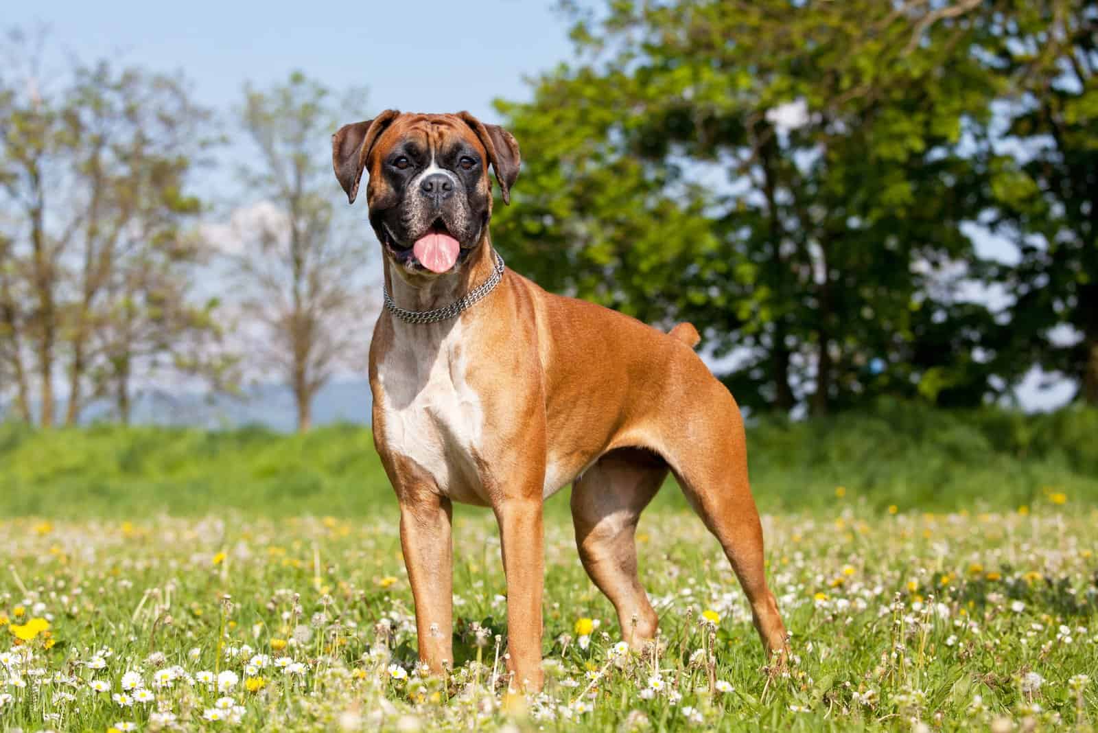 The boxer is standing on the green grass