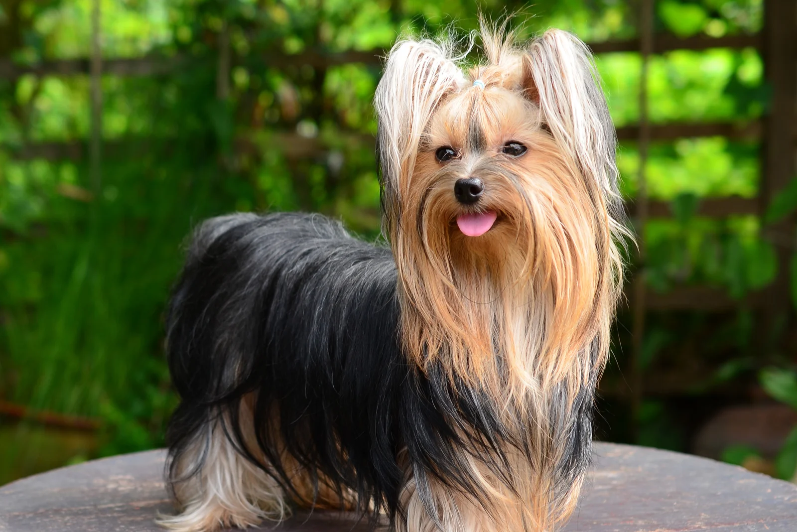 The long-haired Yorkshire Terrier stands and stares ahead