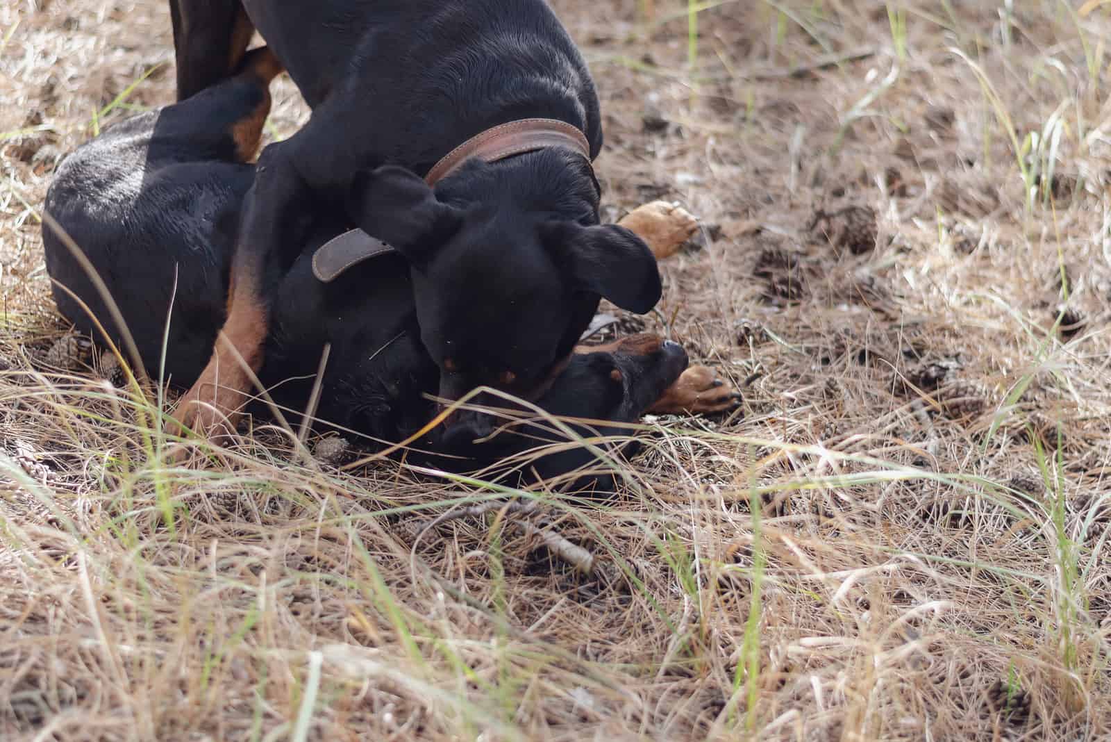The male Rottweiler wrestles the female and holds her by the neck