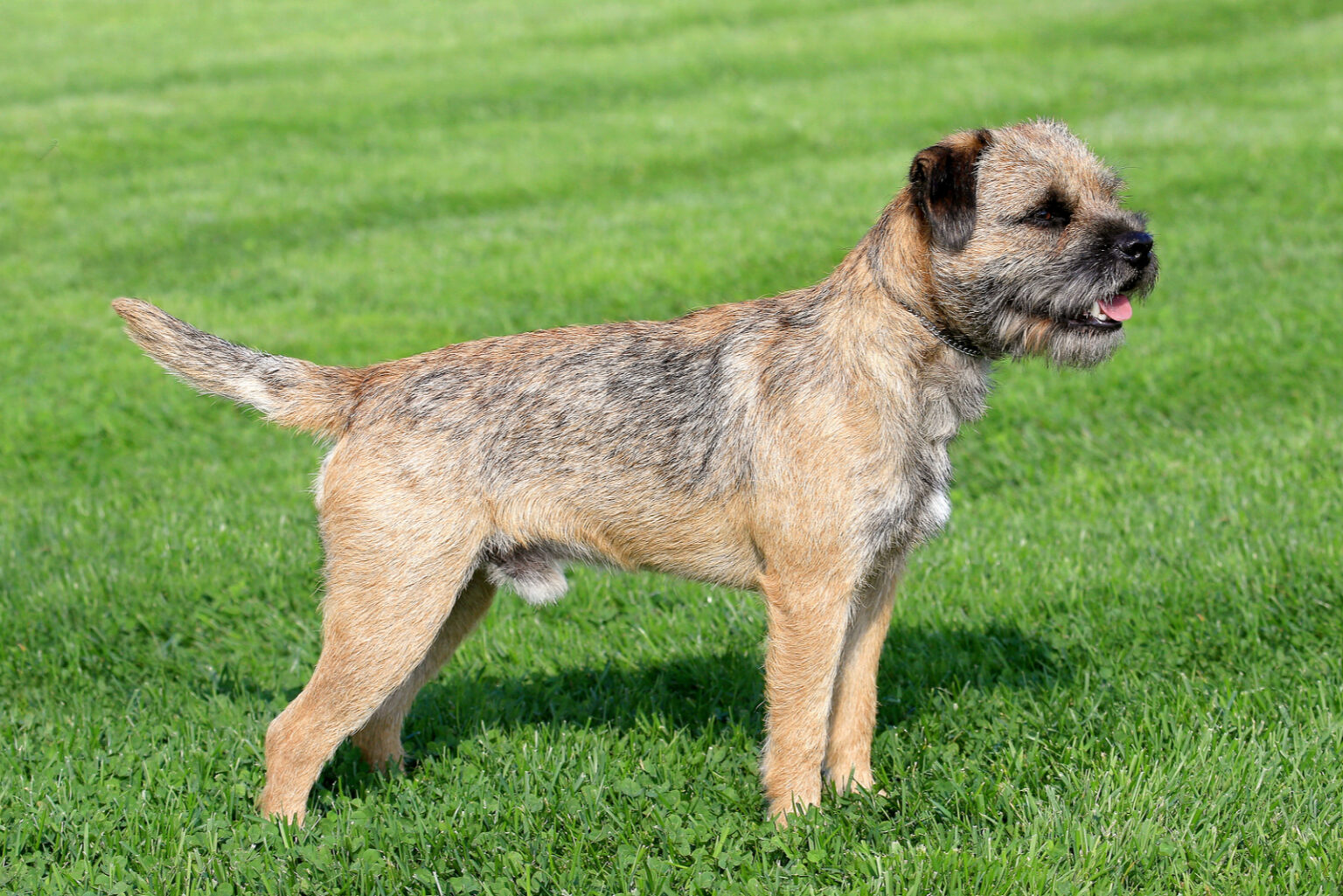 Border Terrier Breeders Top 6 Breeders In USA And Canada