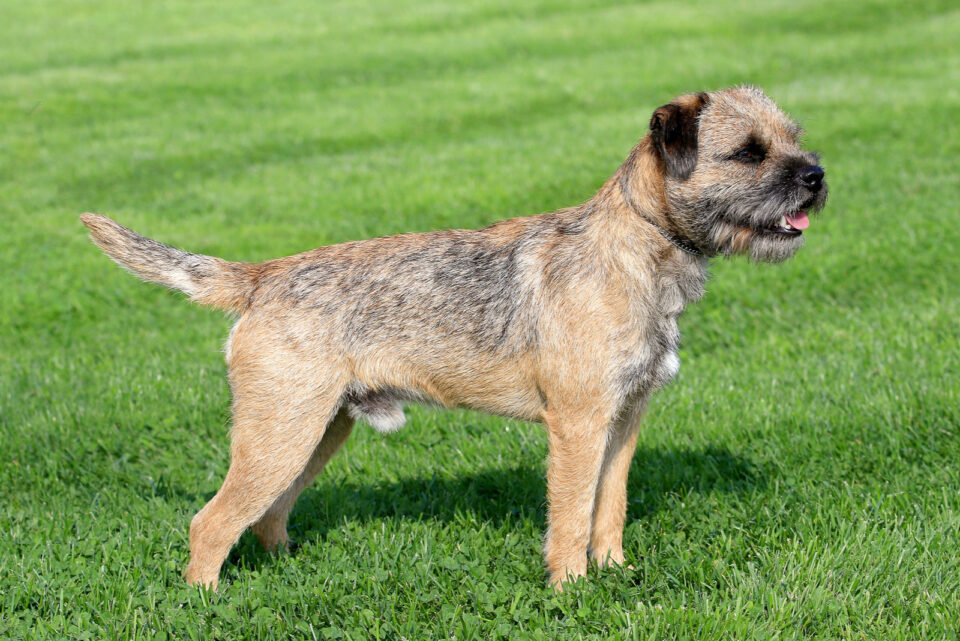 Border Terrier Breeders Top 6 Breeders In USA And Canada