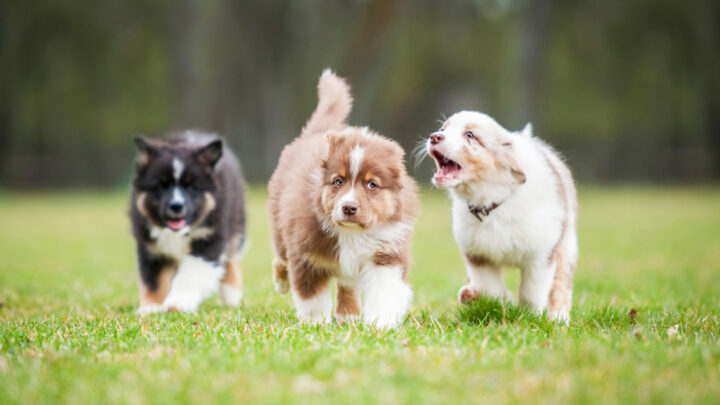 These Are The 8 Best Dog Breeders In Washington State