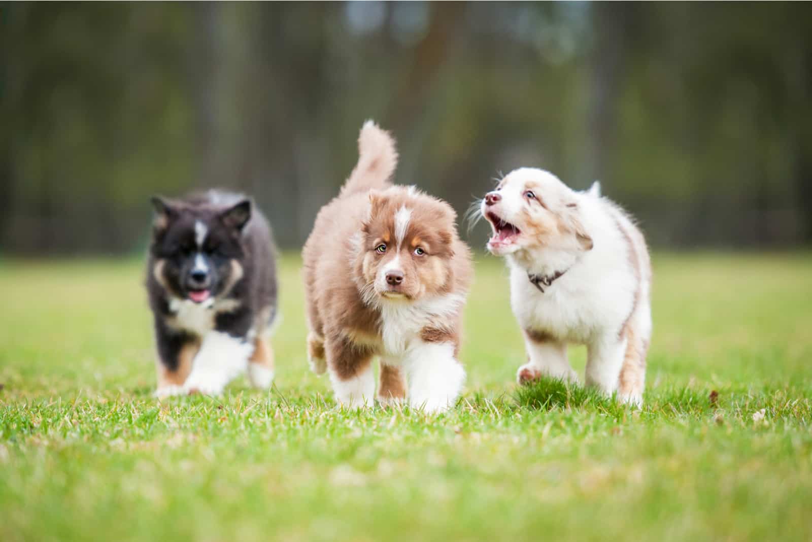 three puppies running